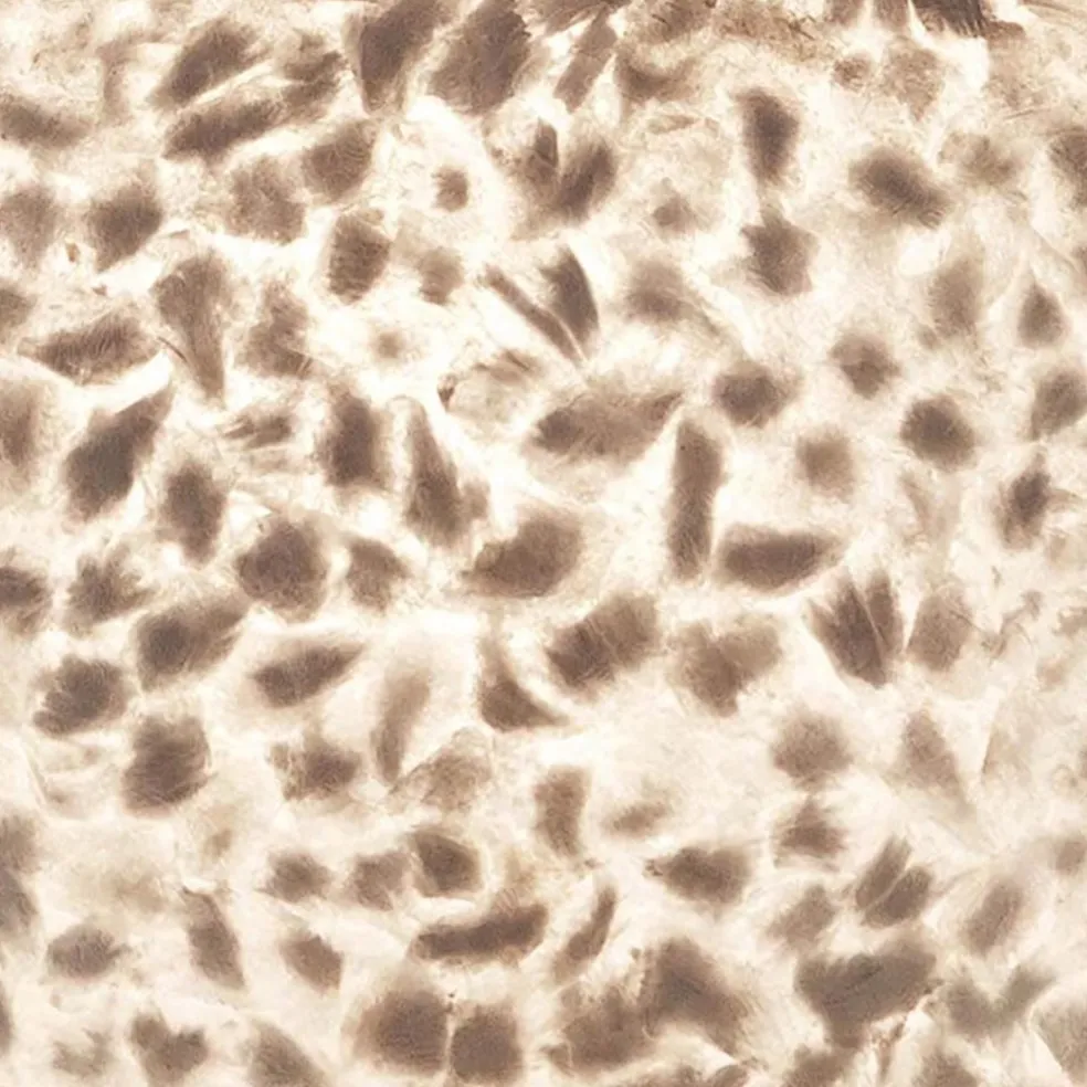 2-Lichts schelpen wandlamp met snoer